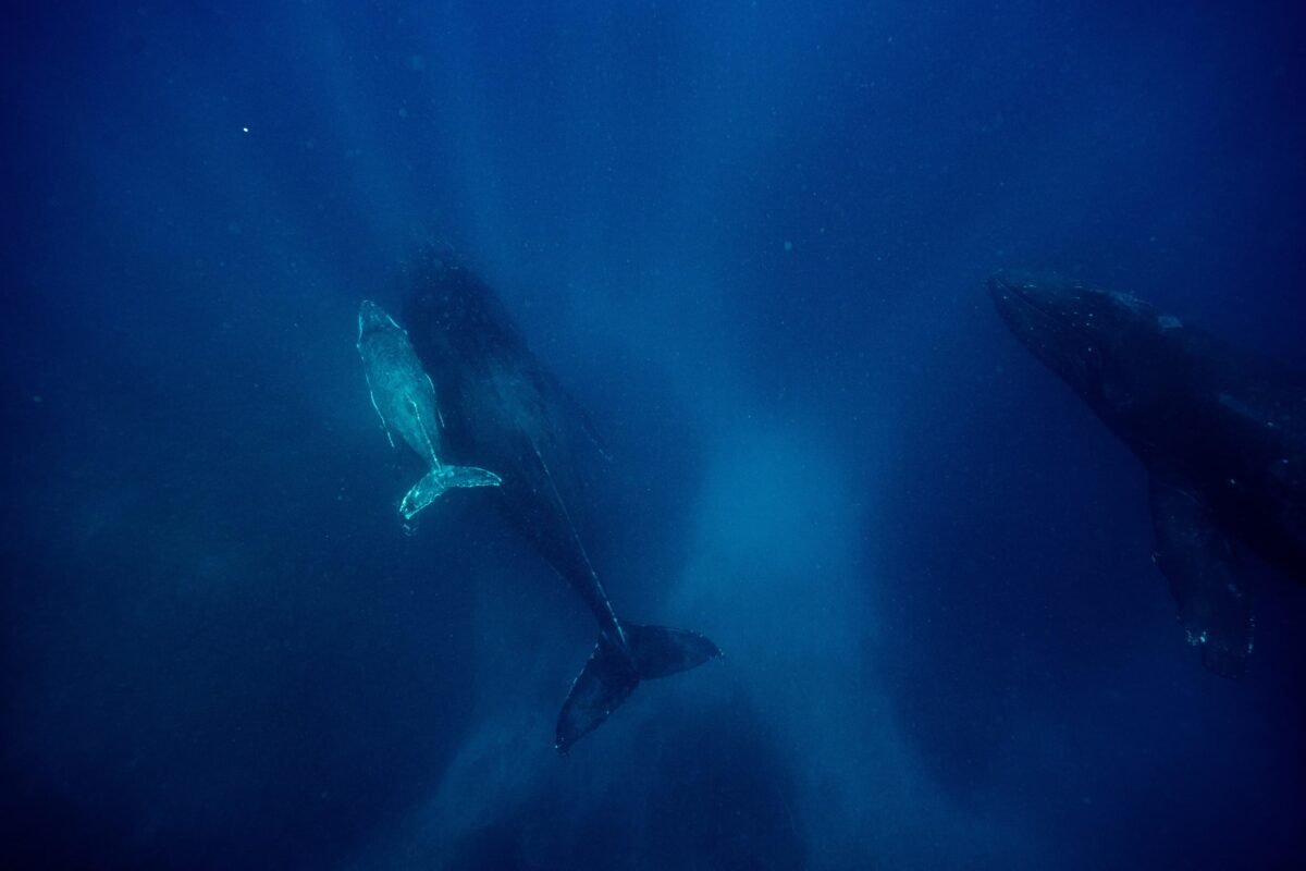 The Blue Whale Challenge